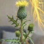 Using Sage Leaves for Oral Health