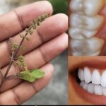 Aloe Vera and Castor Oil for Anti-Aging Skincare