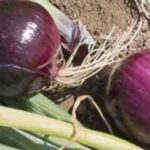 Classic Cinnamon Rolls with Vanilla Glaze