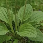 Rosemary & Spice Hair Growth Tonic