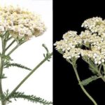 Stopping the Shave: Natural Hair Reduction Strategies