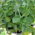 Crispy Cabbage and Egg Fritters