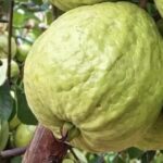 Savory Breakfast Egg Muffins