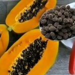 Soursop Leaves: An Exploration of Traditional Use and Scientific Evidence